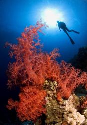 Big soft coral meet an diver and in meaddle there is the ... by Marchione Giacomo 